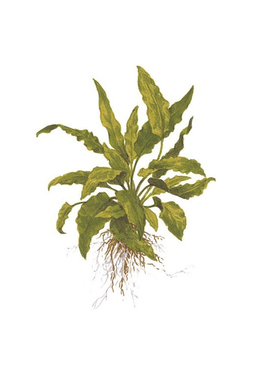 Cryptocoryne Wendtii "Green" 1-2-Grow! Cryptocoryne Wendtii "Green" 1-2-Grow!