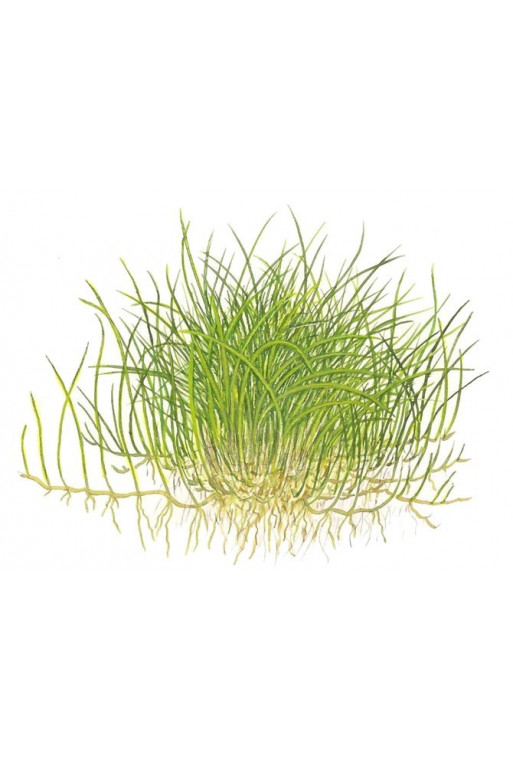 Eleocharias acicularis "Mini" 1-2-Grow! Eleocharias acicularis "Mini" 1-2-Grow!