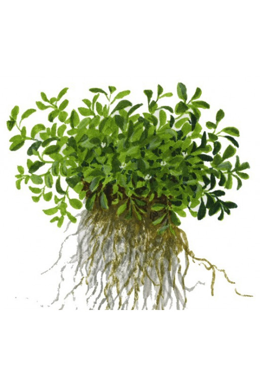 Glossostigma elatinoides 1-2-Grow! Glossostigma elatinoides 1-2-Grow!