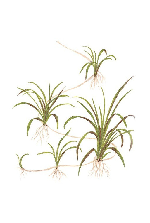 Helanthium tenellum "Green" 1-2-Grow! Helanthium tenellum "Green" 1-2-Grow!