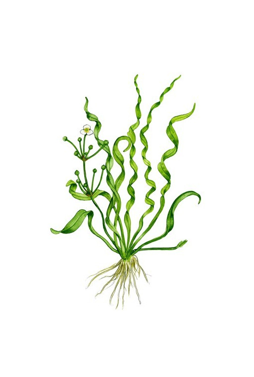 Helanthium "Vesuvius" Helanthium "Vesuvius"