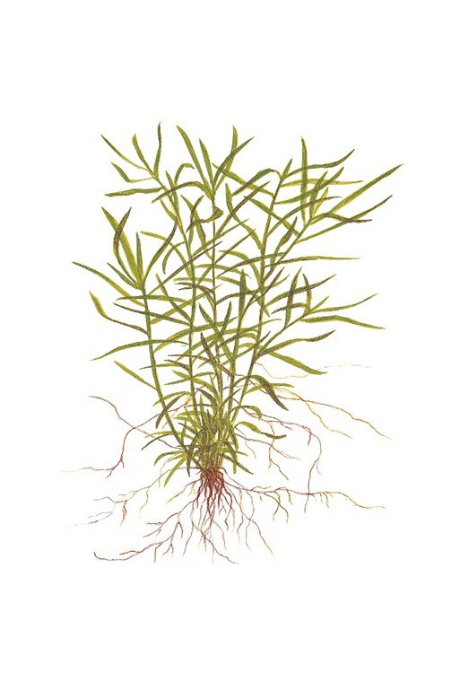 Heteranthera zosterifolia Heteranthera zosterifolia