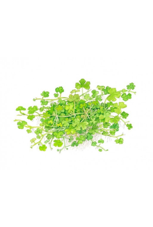 Hydrocotyle tripartita 1-2-Grow! Hydrocotyle tripartita 1-2-Grow!