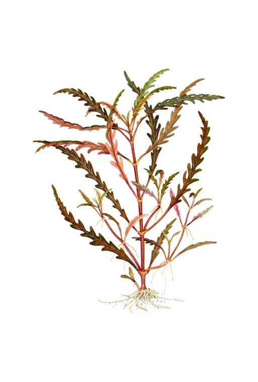 Hygrophila pinnatifida 1-2-Grow! Hygrophila pinnatifida 1-2-Grow!