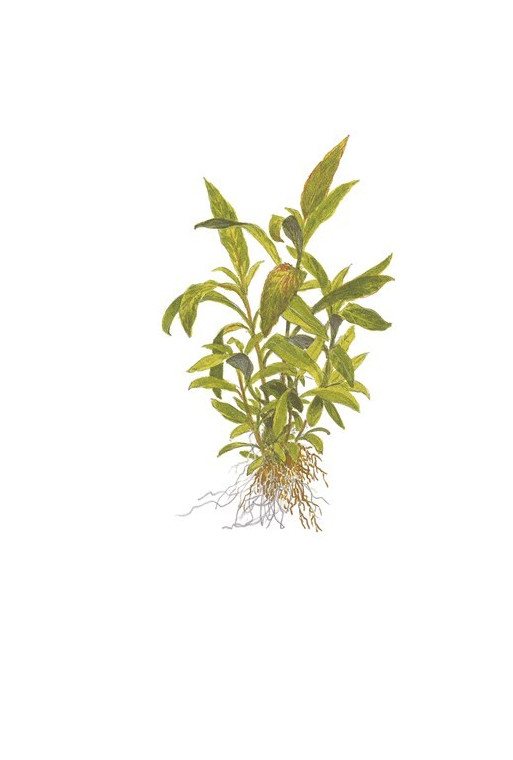Hygrophila "Siamensis 53B" 1-2-Grow! Hygrophila "Siamensis 53B" 1-2-Grow!