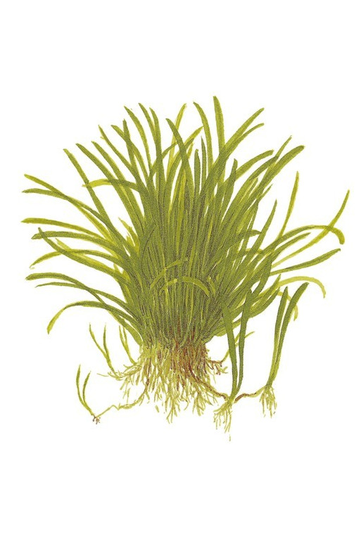 Lilaeopsis brasiliensis 1-2-Grow! Lilaeopsis brasiliensis 1-2-Grow!