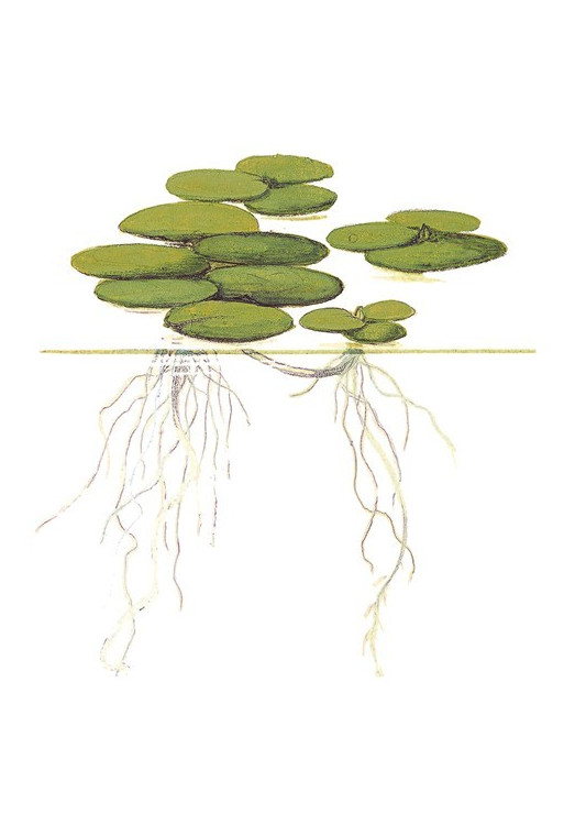 Limnobium laevigatum 1-2-Grow! Limnobium laevigatum 1-2-Grow!