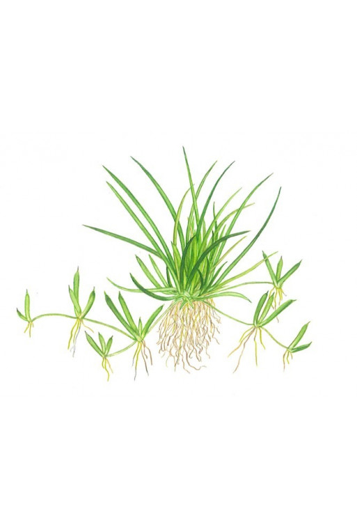Littorella uniflora 1-2-Grow! Littorella uniflora 1-2-Grow!