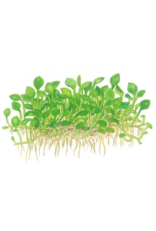 Marsilea crenata 1-2-Grow! Marsilea crenata 1-2-Grow!