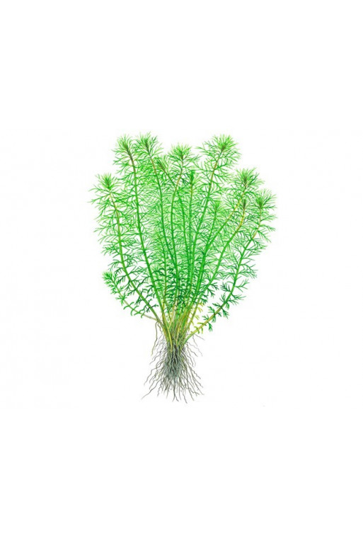 Myrophyllum "Guyana" 1-2-Grow! Myrophyllum "Guyana" 1-2-Grow!