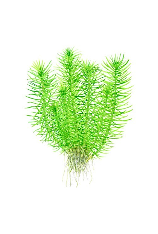 Pogostemon erectus 1-2-Grow! Pogostemon erectus 1-2-Grow!