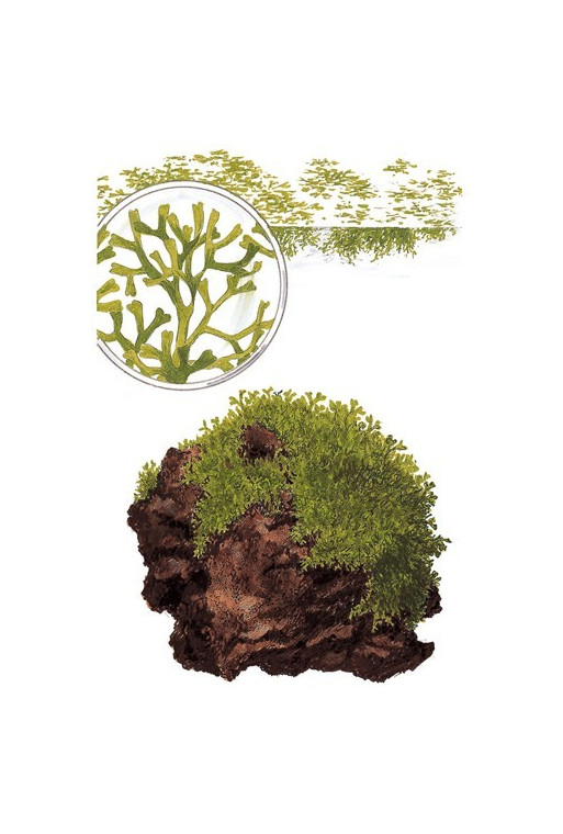 Riccia fluitans 1-2-Grow! Riccia fluitans 1-2-Grow!