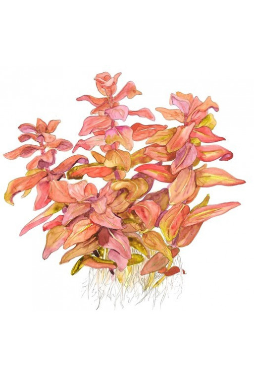 Rotala macrandra 1-2-Grow! Rotala macrandra 1-2-Grow!