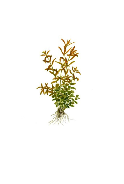 Rotala rotundifolia 1-2-Grow! Rotala rotundifolia 1-2-Grow!