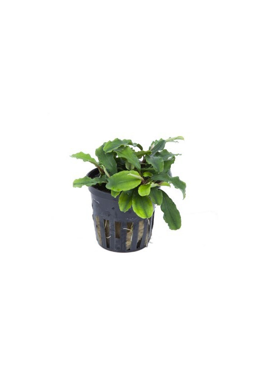 Bucephalandra 'Wavy Green' Bucephalandra 'Wavy Green'