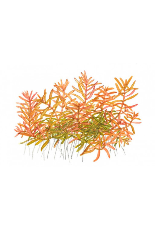 Rotala "Vietnam H'ra" 1-2-Grow! Rotala "Vietnam H'ra" 1-2-Grow!