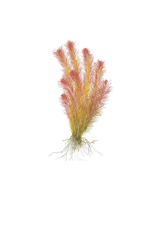 Rotala wallichii 1-2-Grow! Rotala wallichii 1-2-Grow!