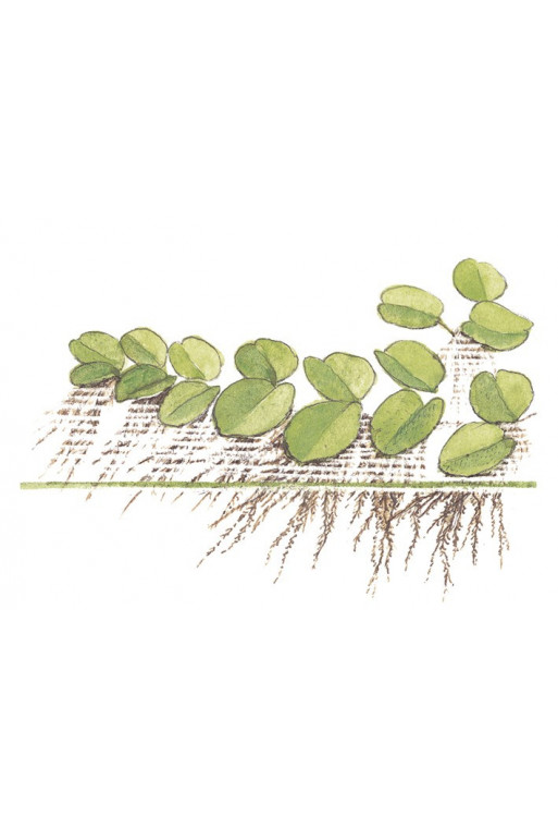 Salvinia auriculata Salvinia auriculata