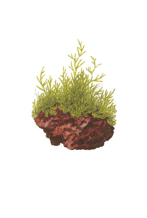 Taxiphyllum barbieri Taxiphyllum barbieri