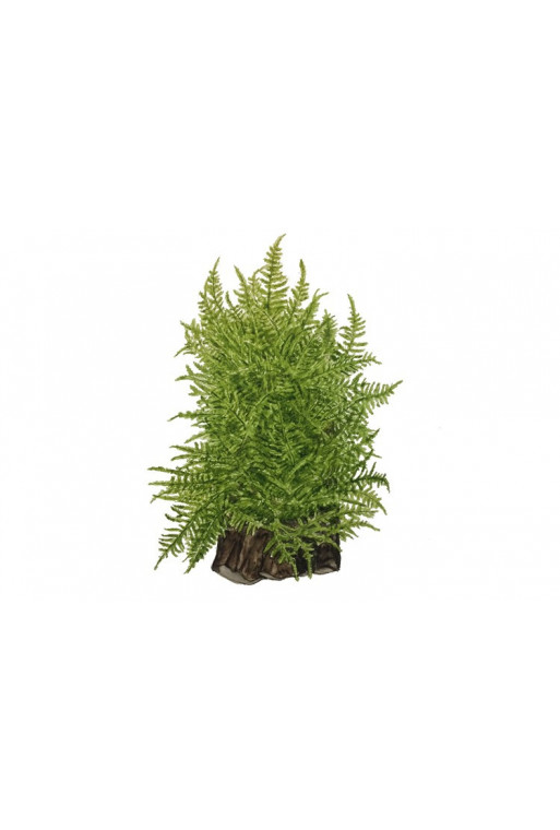Taxiphyllum "Taiwan moss" Taxiphyllum "Taiwan moss"