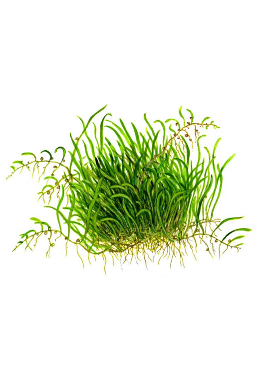 Utricularia graminifolia Utricularia graminifolia