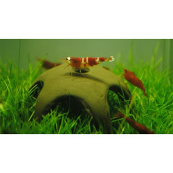 Aqua Nova nano rejestjerne