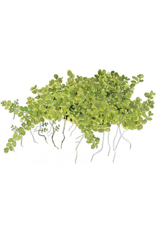 Hemianthus Cuba 1-2-Grow! Hemianthus Cuba 1-2-Grow!