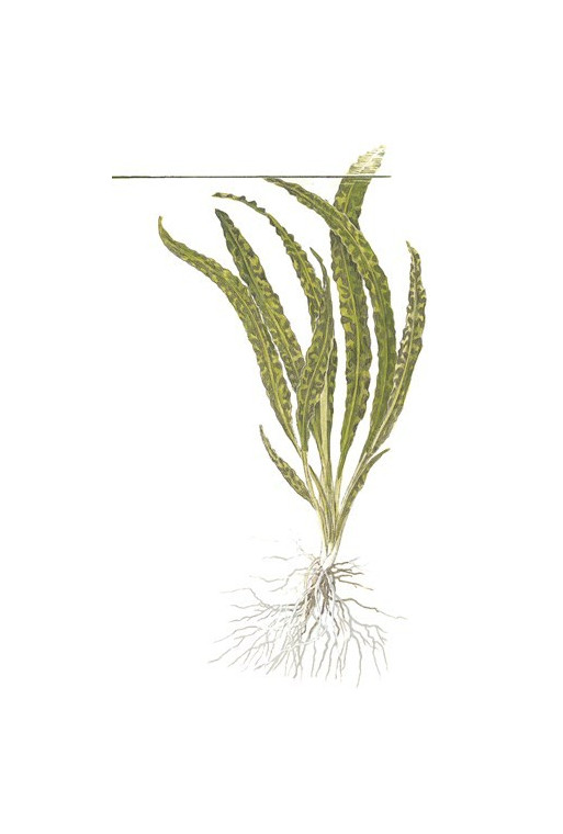 Cryptocoryne Crispatula 1-2-Grow! Cryptocoryne Crispatula 1-2-Grow!